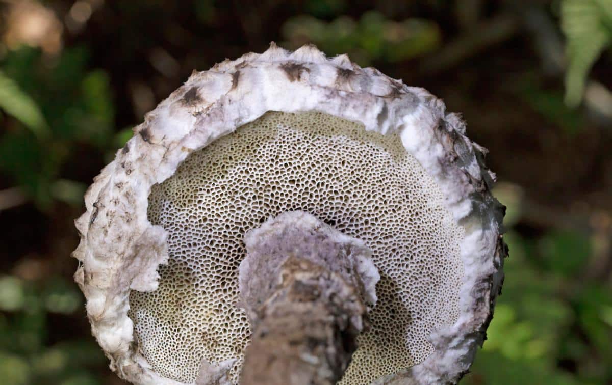 old man of the woods fungi veil