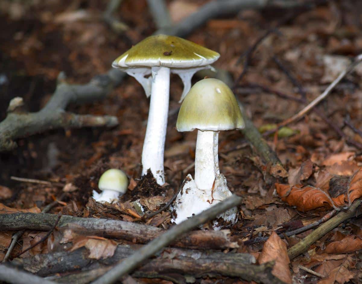 death cap veils