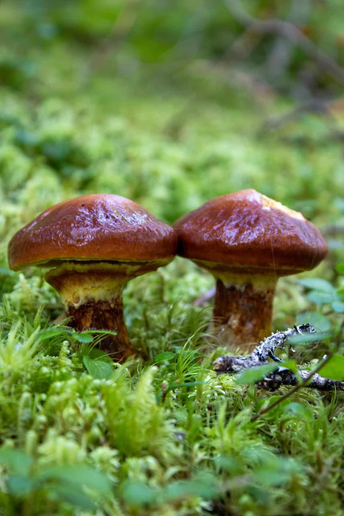 slippery jack mushroom