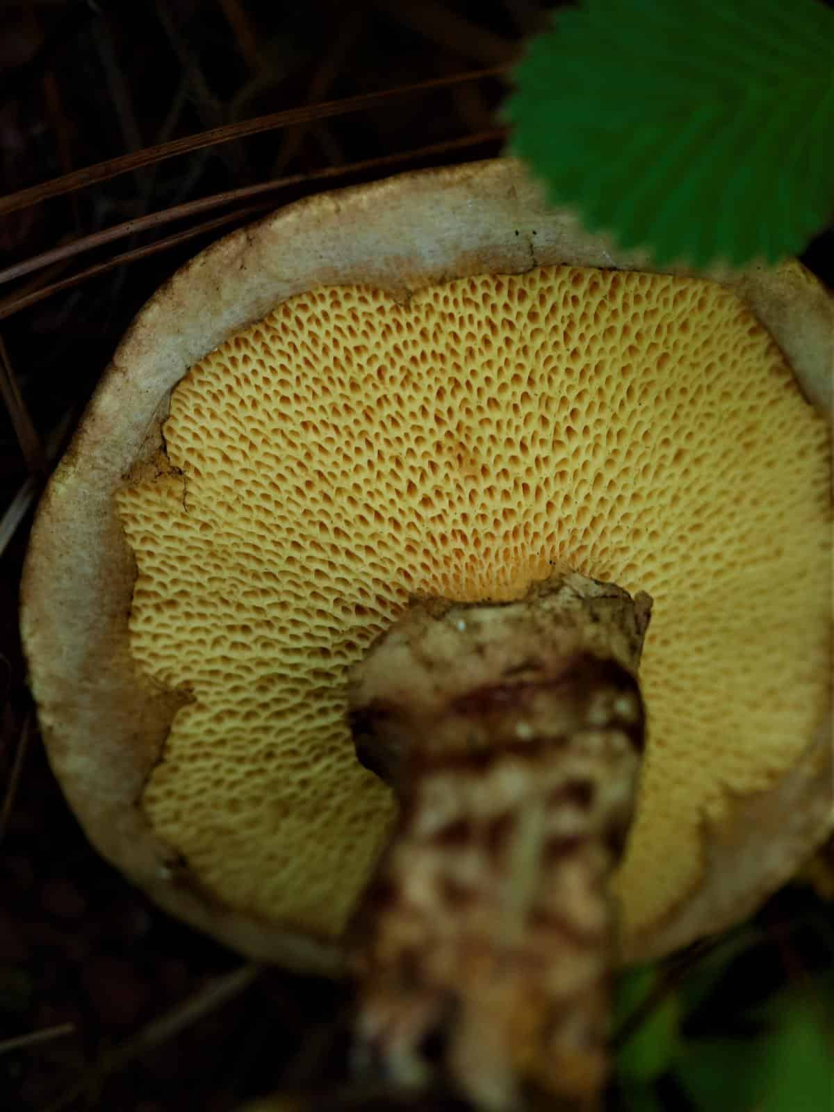 suillus fungi veils