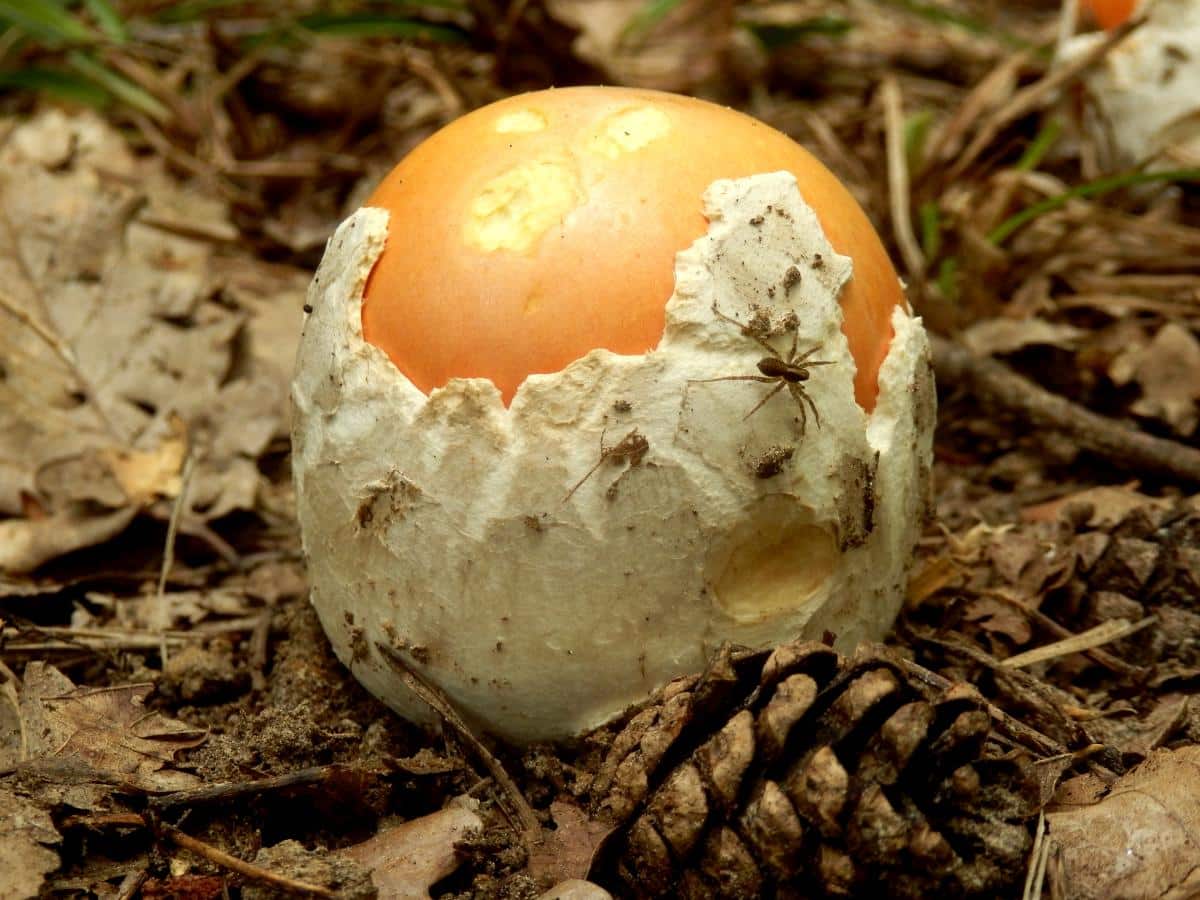 baby amanita mushroom