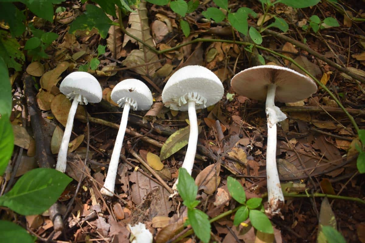 Mushroom Veils on agaricus species