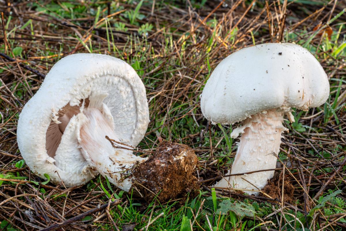 agaricus partial veil