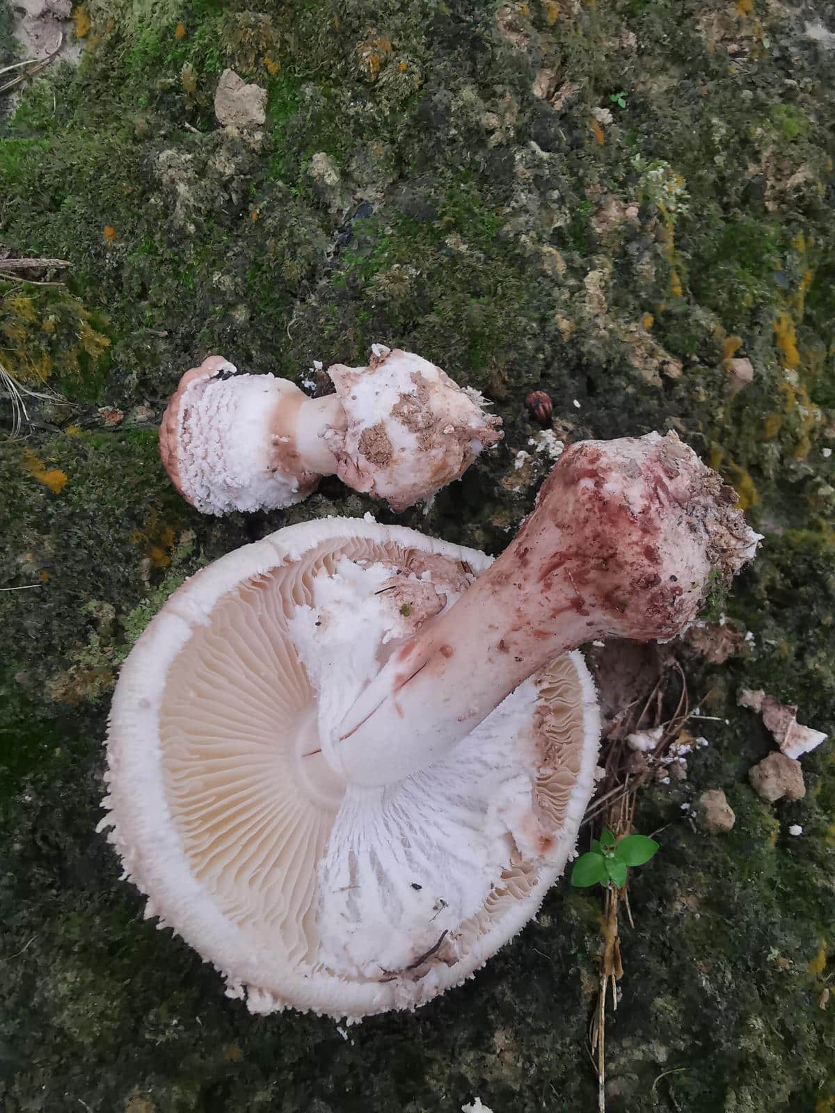 Lepiota mushroom veil