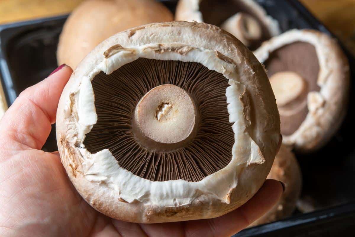 agaricus portabello veil