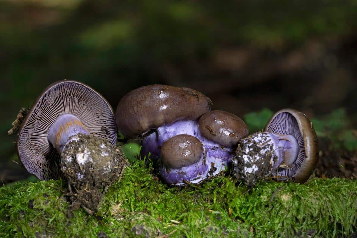 purple corts veils 