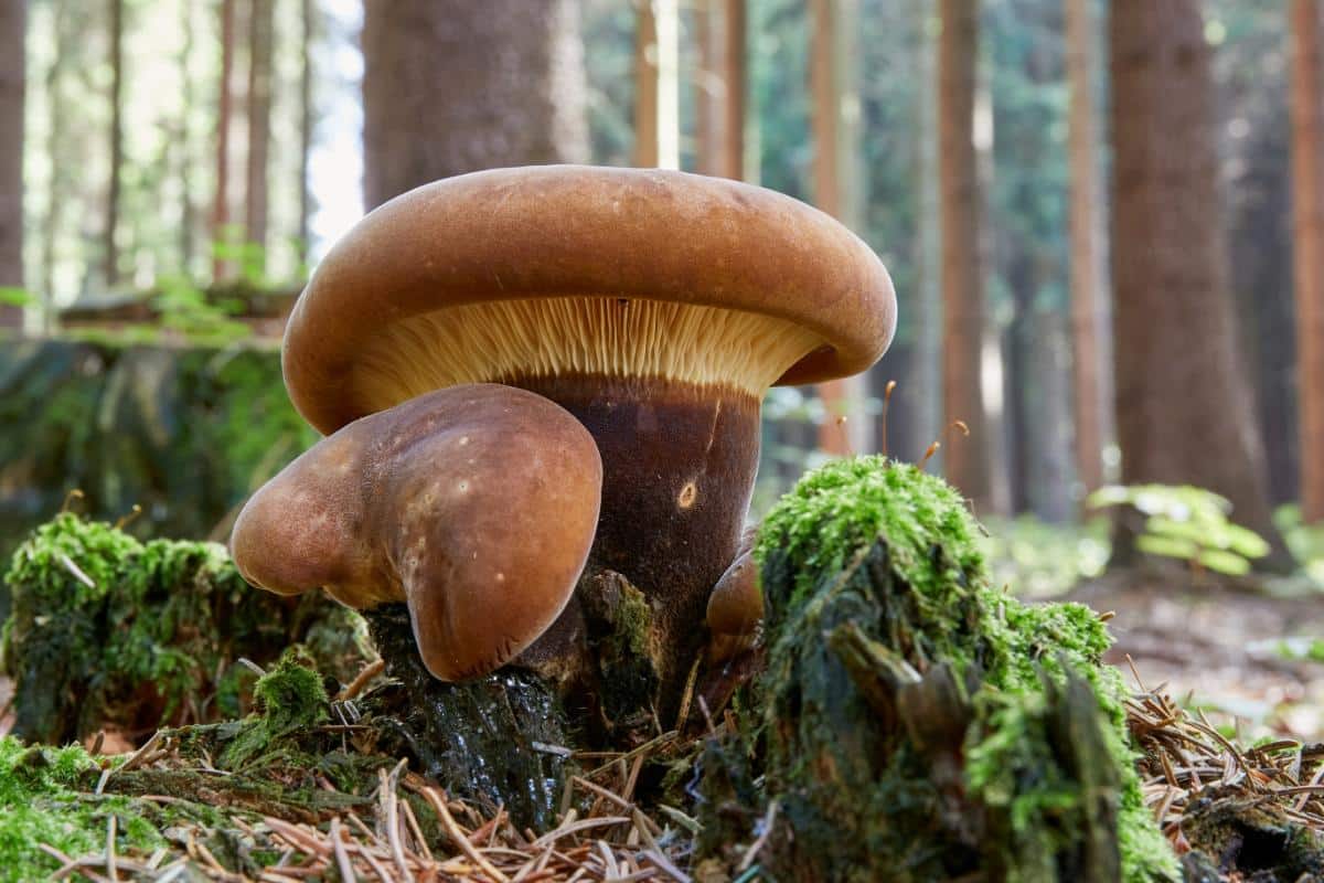 velvet roll-rim mushroom