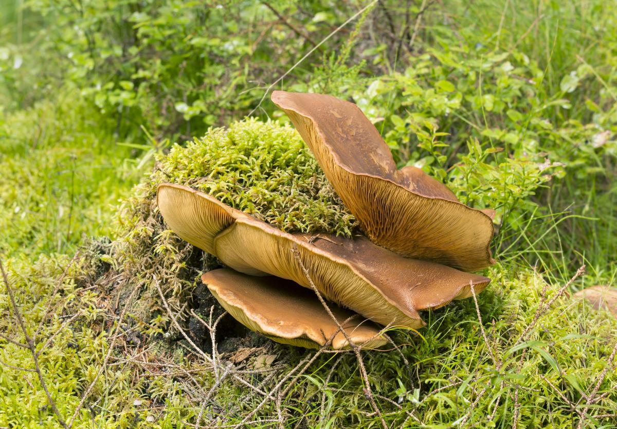 Tapinella atrotomentosa