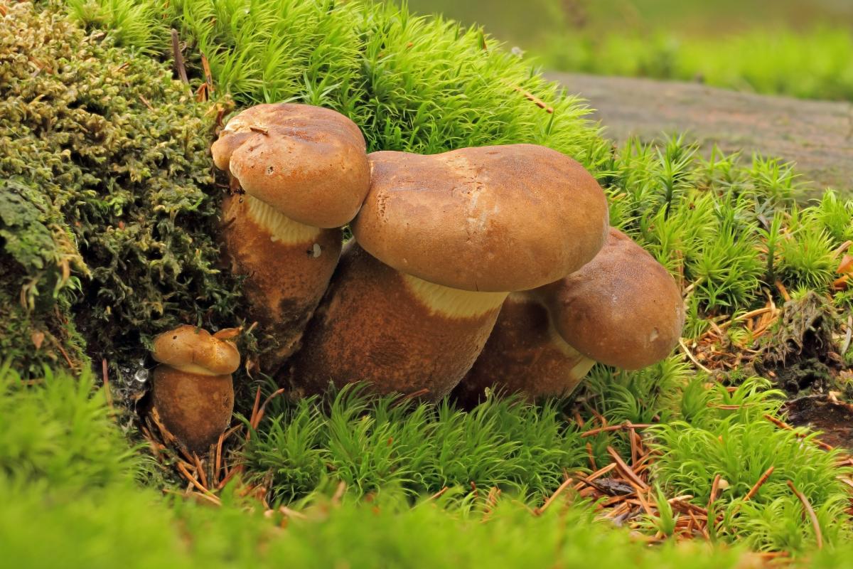 velvet roll rim mushroom species