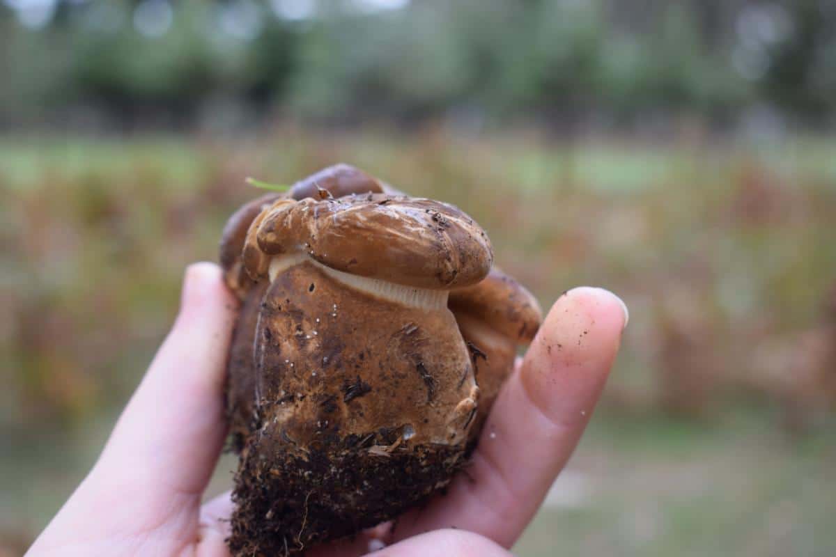 Tapinella atrotomentosa