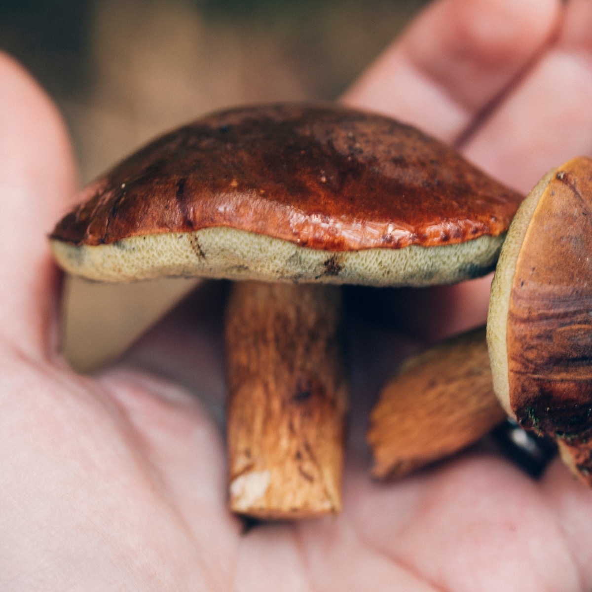 bolete mushroom
