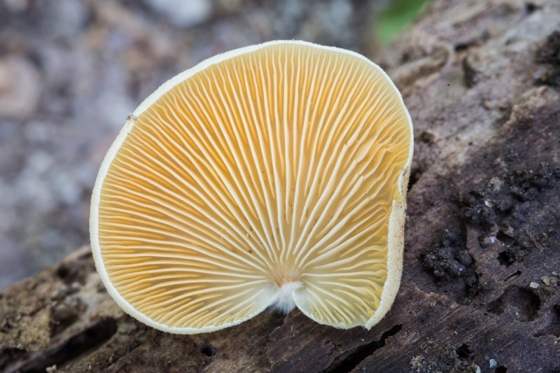 orange crep mushroom