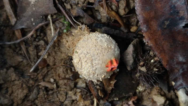 Calostoma ravenelii