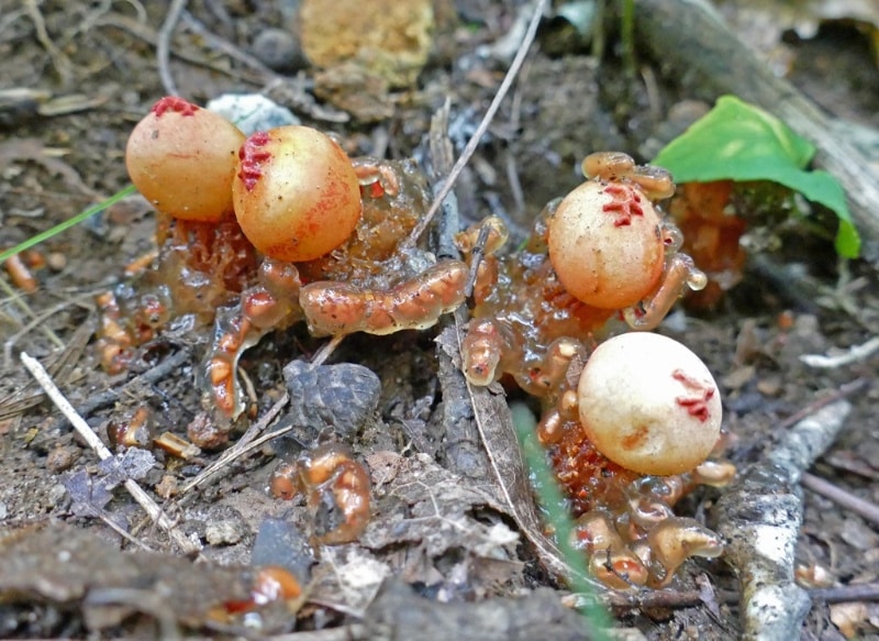 Red Slimy-Stalked Puffball