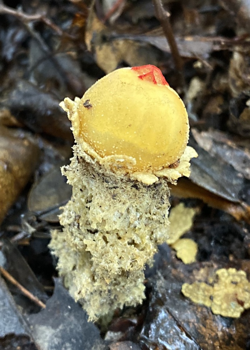 Collared Calostoma