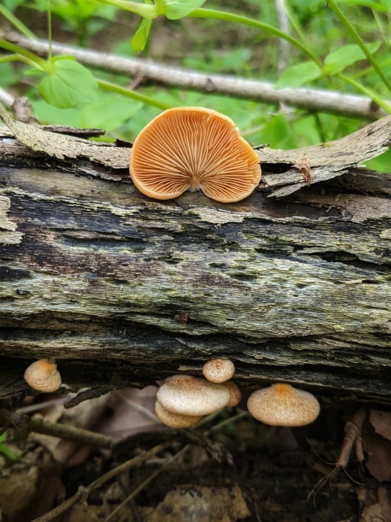 Crepidotus crocophyllus