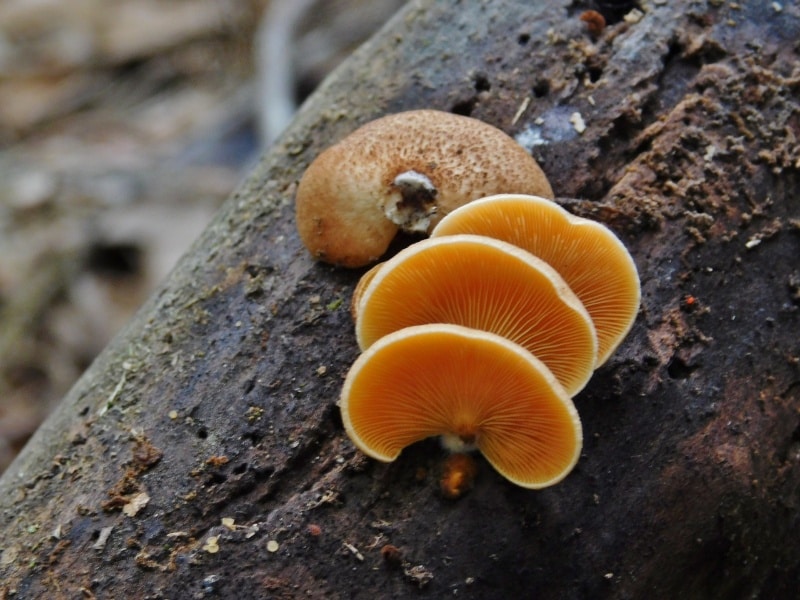 orange crep mushroom