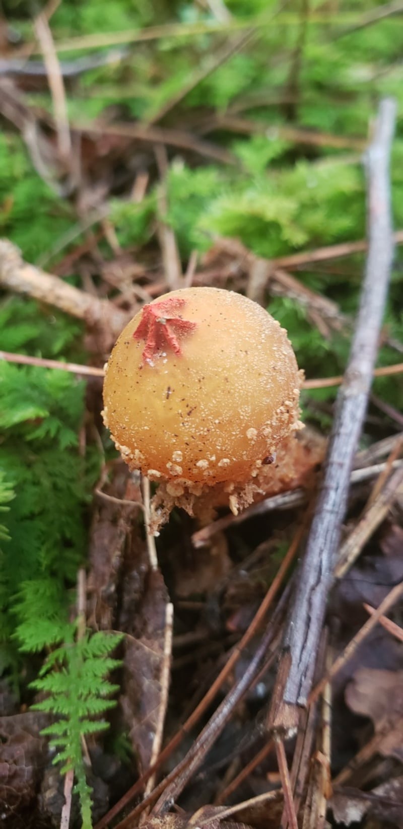 Calostoma ravenelii