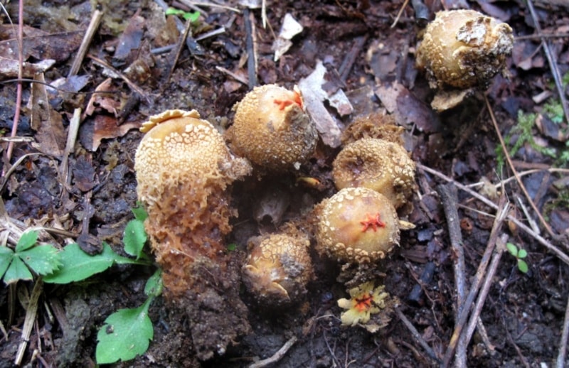 Calostoma ravenelii