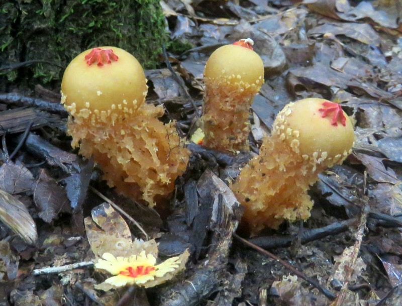 stalked puffball mushrooms calostoma