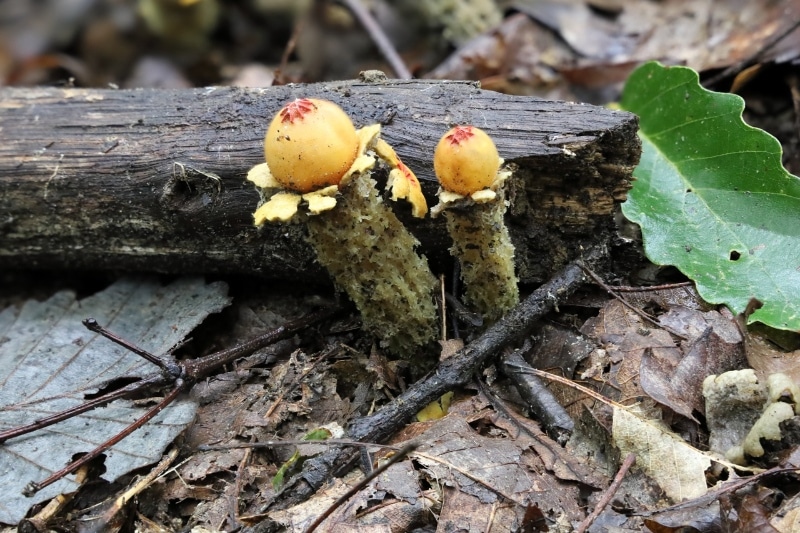 stalked puffballs calostoma mushrooms