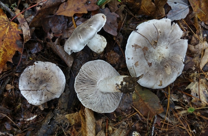 Tricholoma pullum