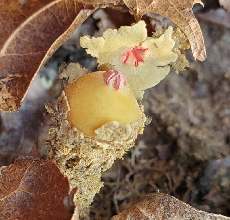 collared calostoma stalked puffballs
