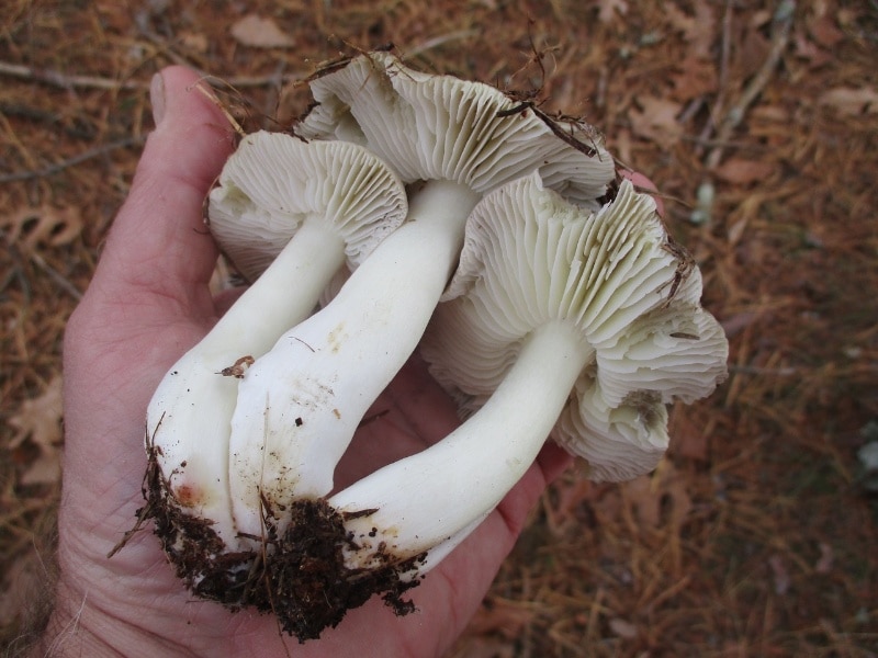 sooty head charbonnier mushrooms