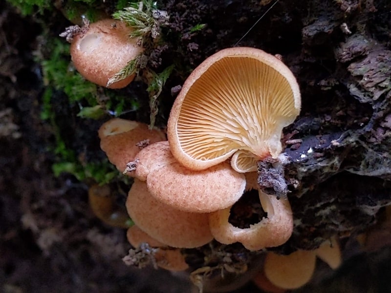 Crepidotus crocophyllus