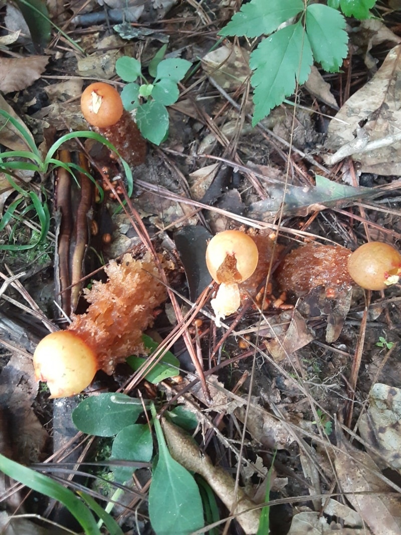 stalked puffball mushrooms