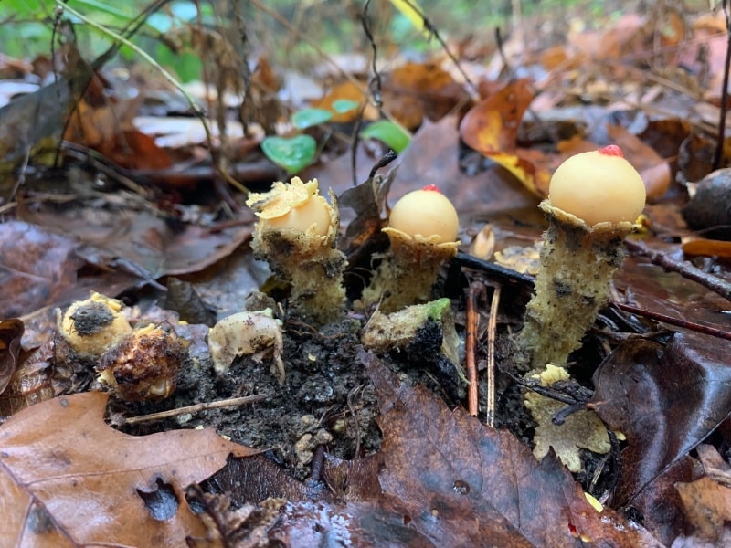 Collared Calostoma