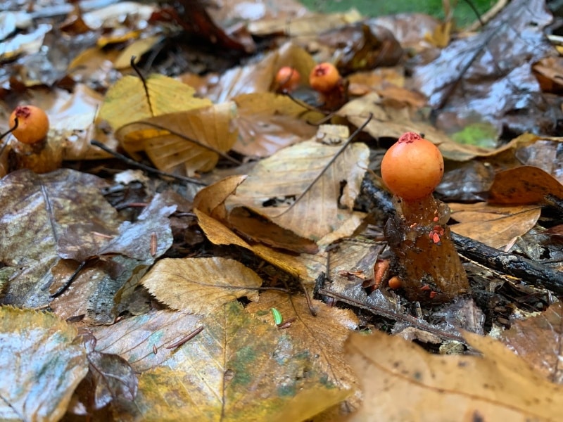 red slimy stalked puffballs 