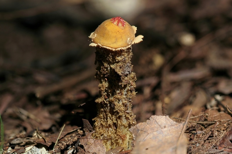 Collared Calostoma