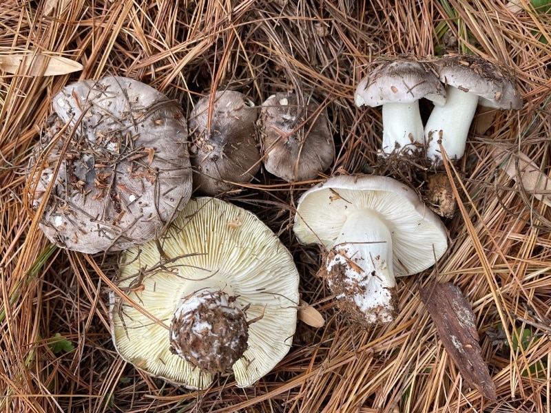 sooty head mushroom