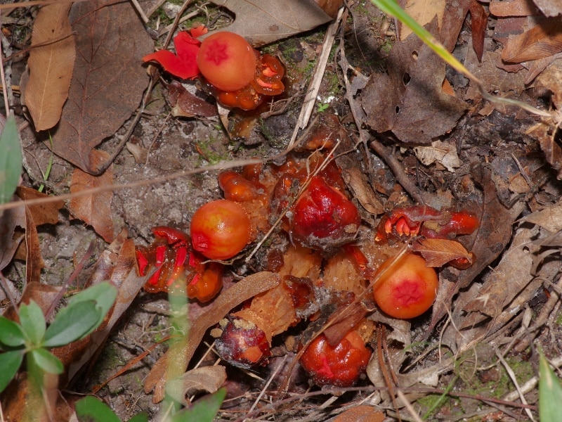 Red Slimy-Stalked Puffball