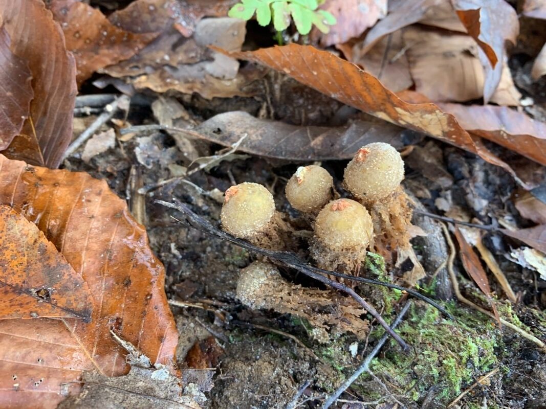 Calostoma microsporum