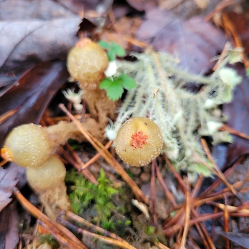 Calostoma microsporum