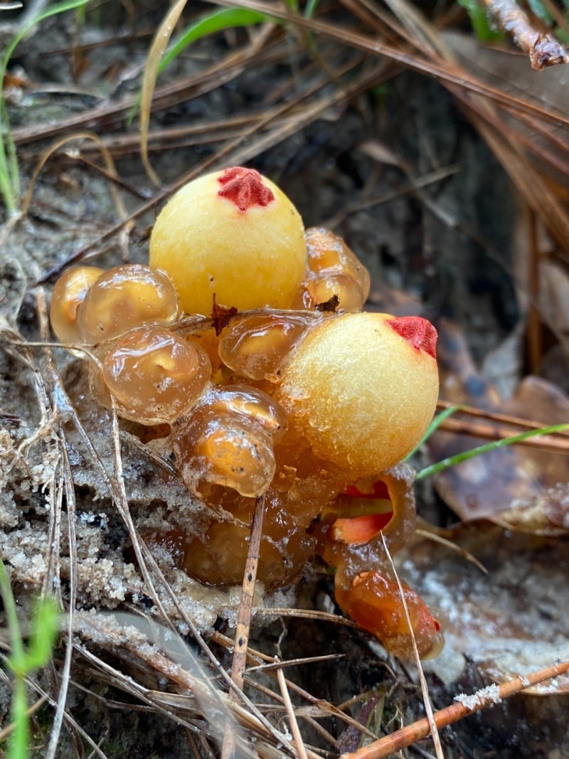 red slimy stalked puffball mushrooms