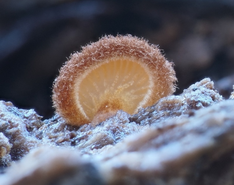 Crepidotus crocophyllus