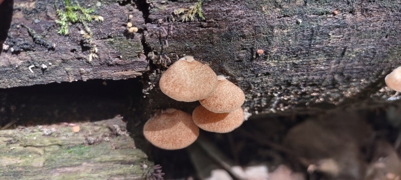 Crepidotus crocophyllus