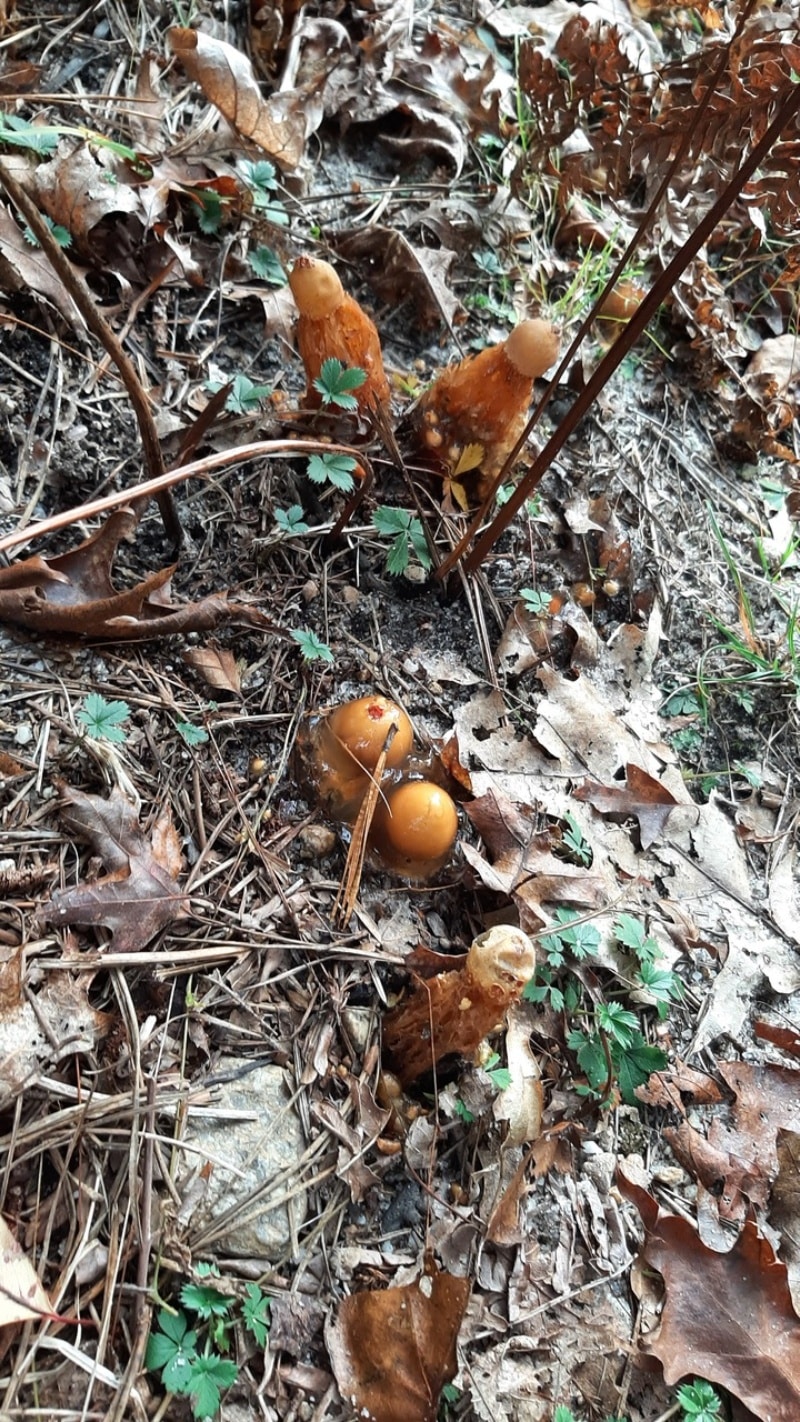 Red Slimy-Stalked Puffball