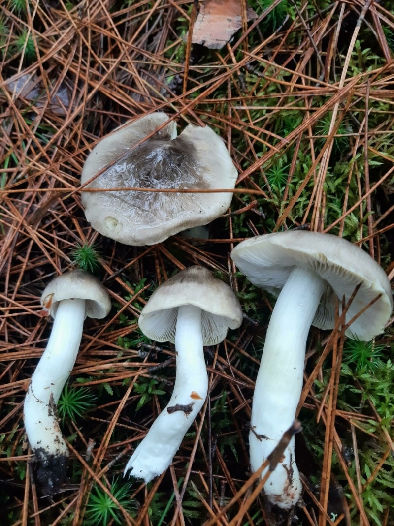 sooty head charbonnier mushrooms