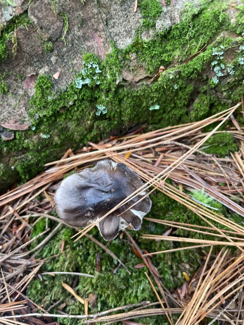 Tricholoma portentosum