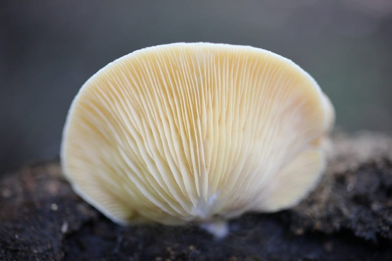 Crepidotus crocophyllus