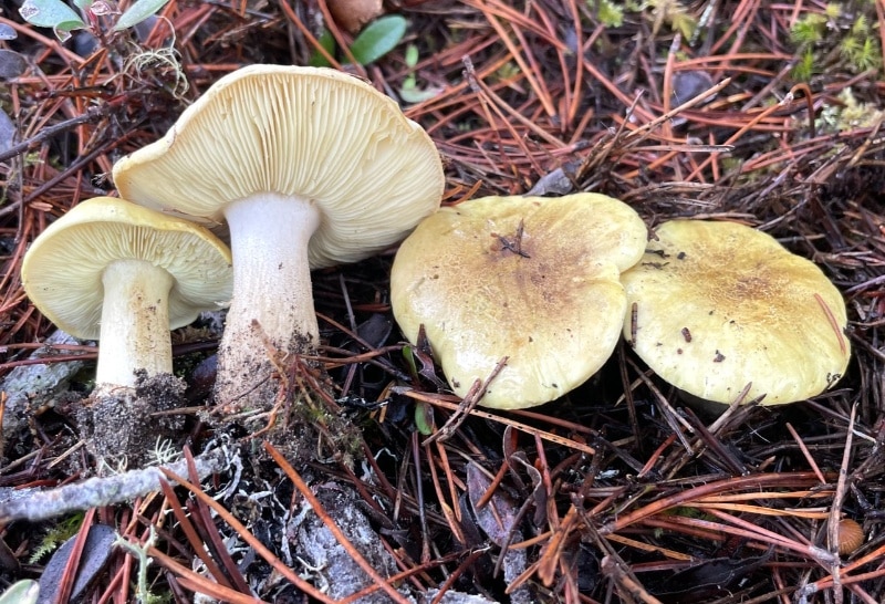 Tricholoma equestre