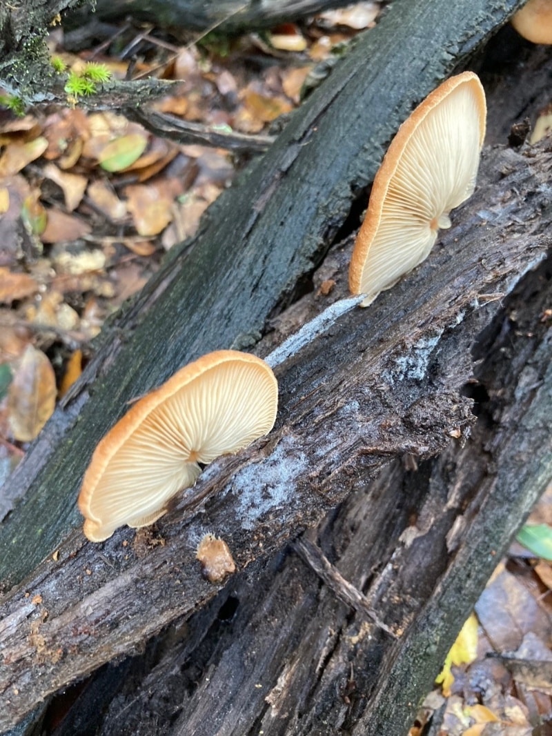 Crepidotus crocophyllus