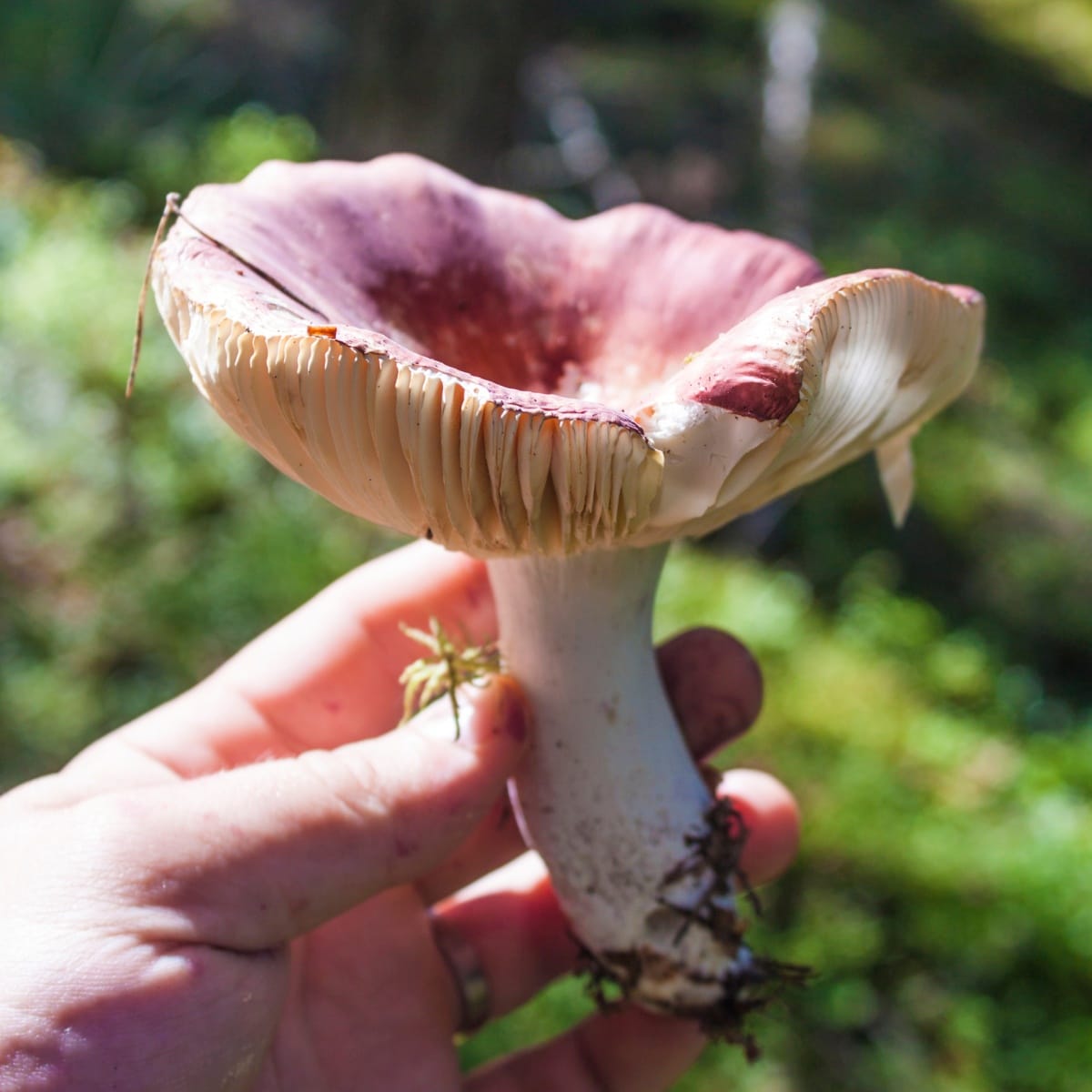 red russula mushroom