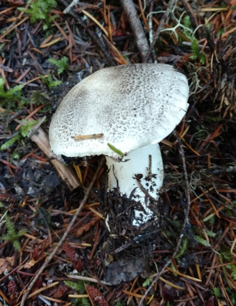 Tricholoma pardinum