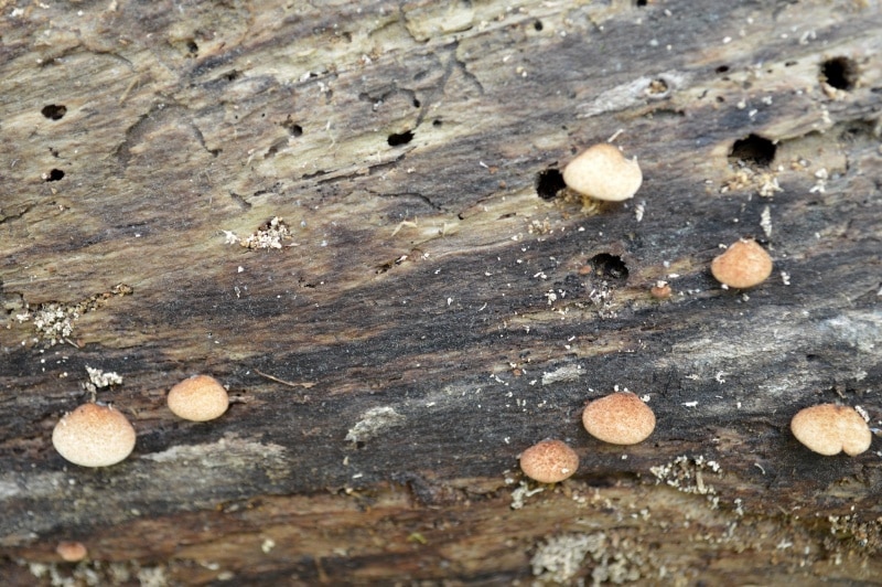 Crepidotus crocophyllus