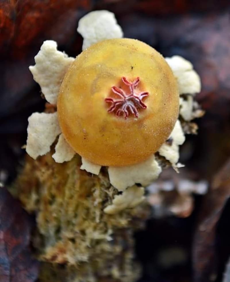 calostoma lutescens